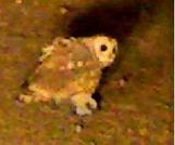 Marsh Owl in Centurion