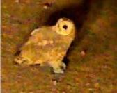 Marsh Owl in Centurion