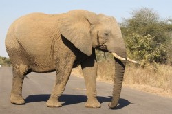 Africa Elephant